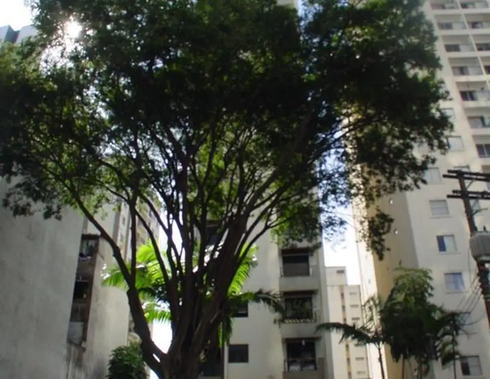 Edificio Cisne Real — foto 2