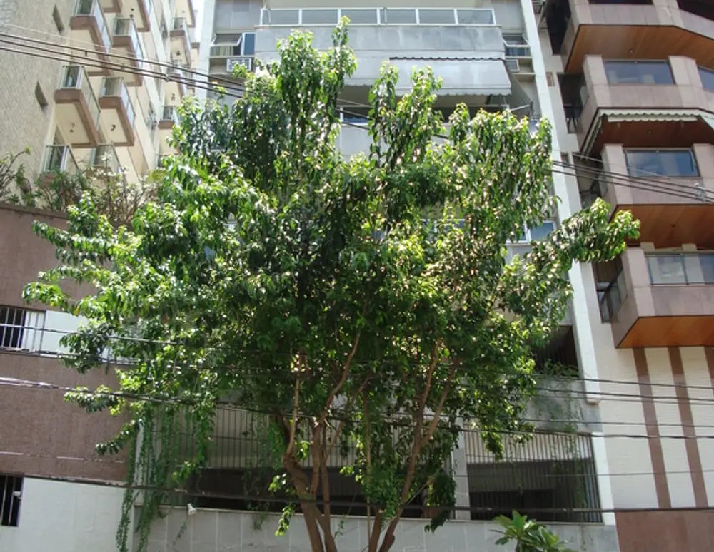 Edificio Cisne Branco