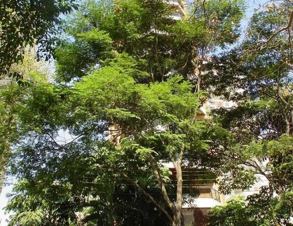 Edificio Ilha de Saint Barthelemy — foto 2