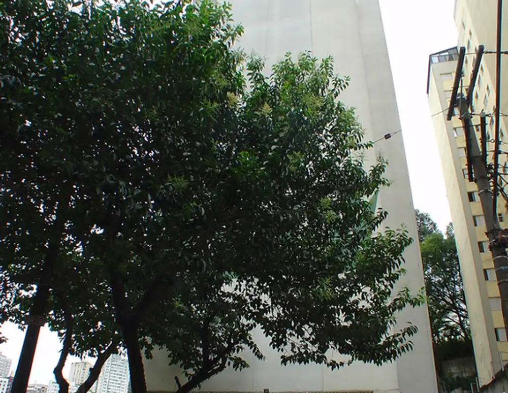 Edificio Don Joao — foto 5