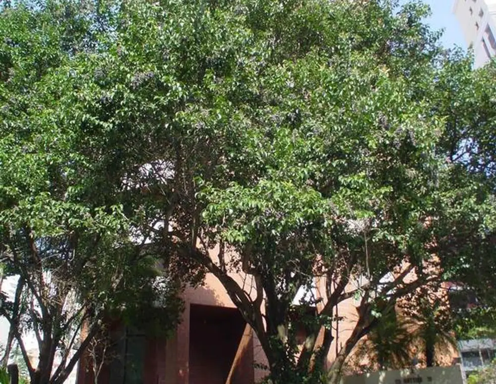 Edificio Nattier