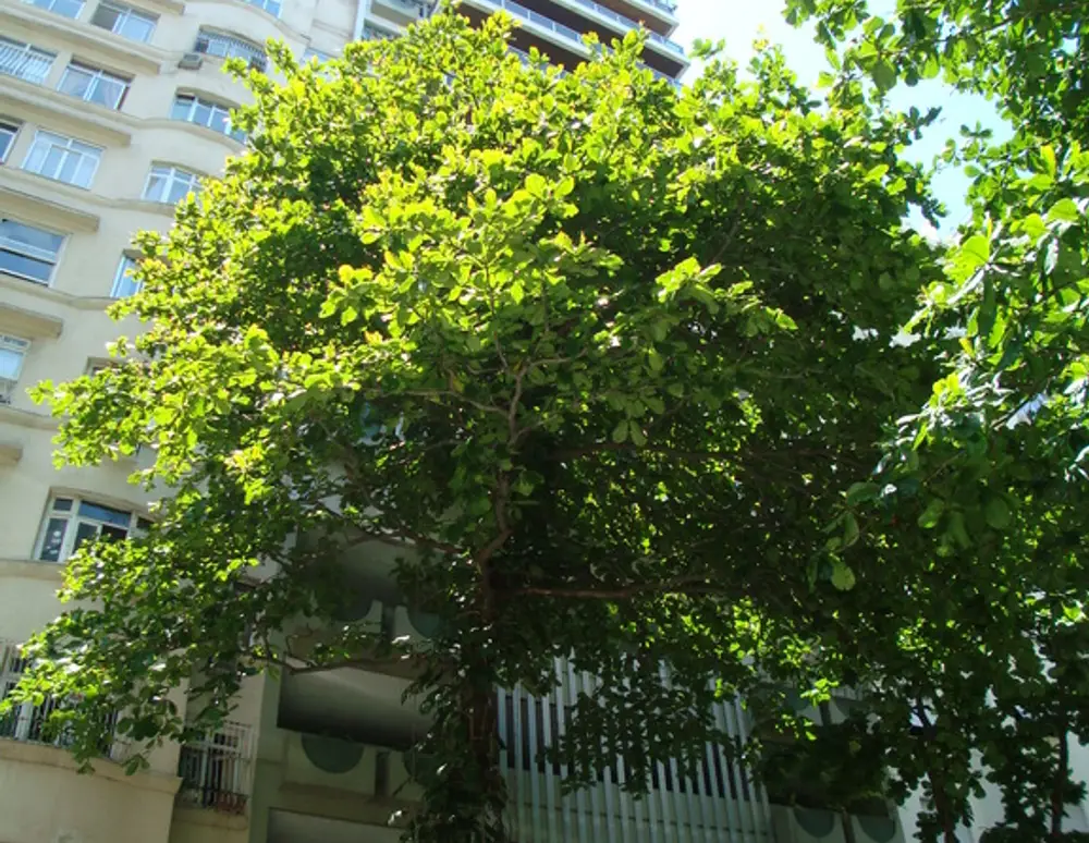 Edifício Dan