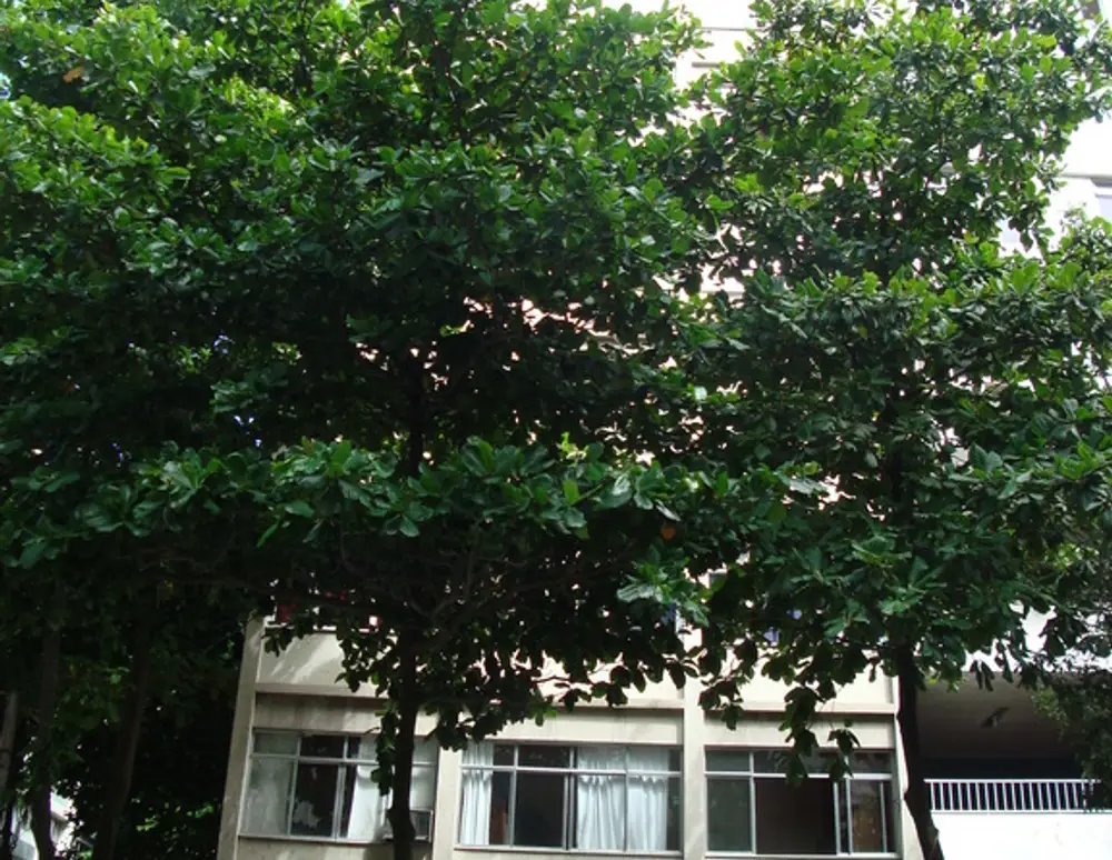 Edificio Jorge Velho