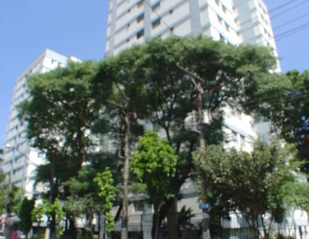 Araucaria e Cipreste