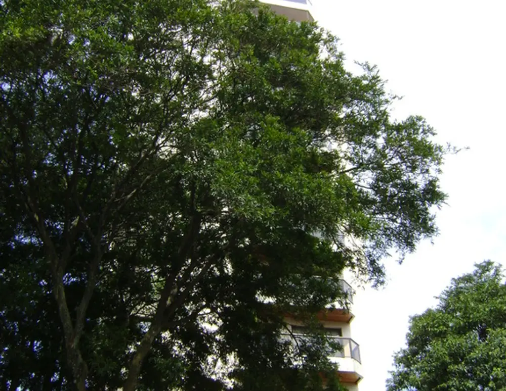 Edificio Mallard