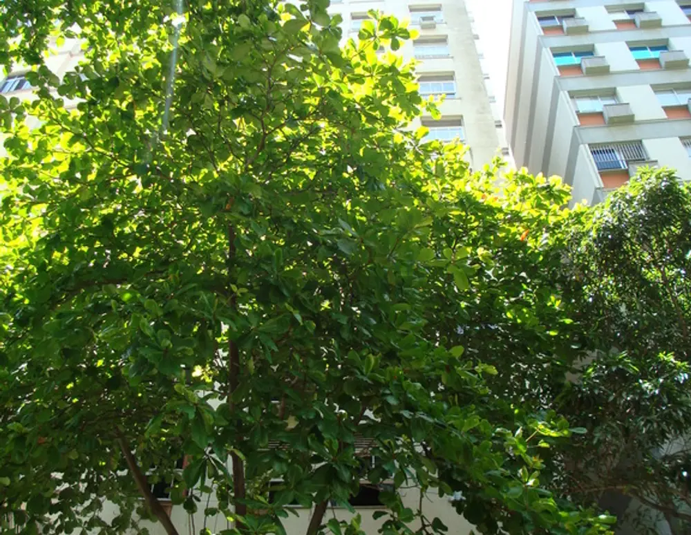 Edificio Ponto Alto