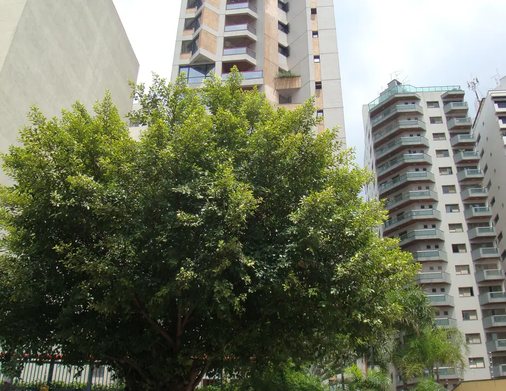 Edificio Mondrian