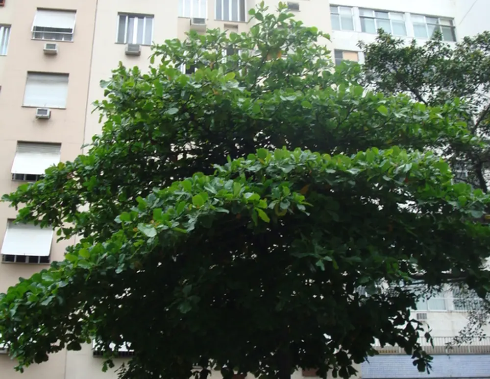 Edificio Piraja