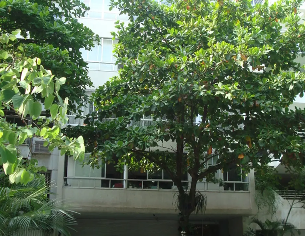 Edificio Jaguaribe