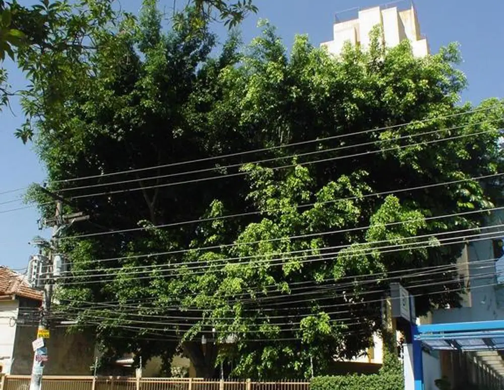 Edificio King David