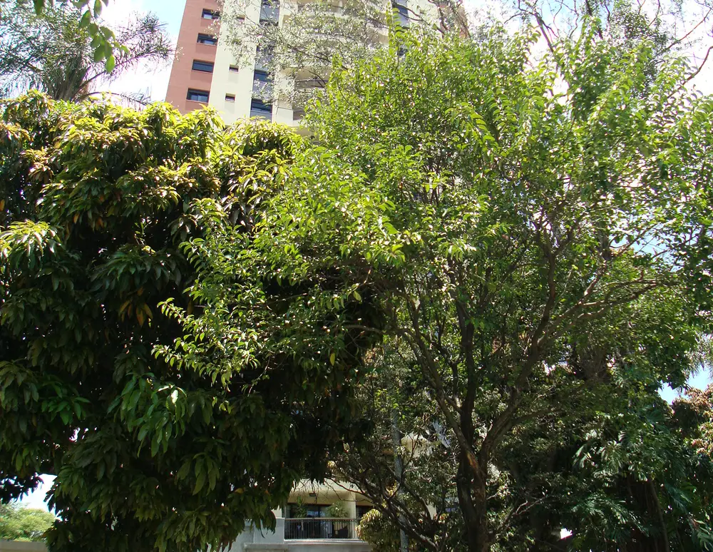 Verde Vale