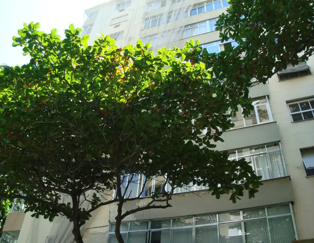 Edificio Brigadeiro Machado