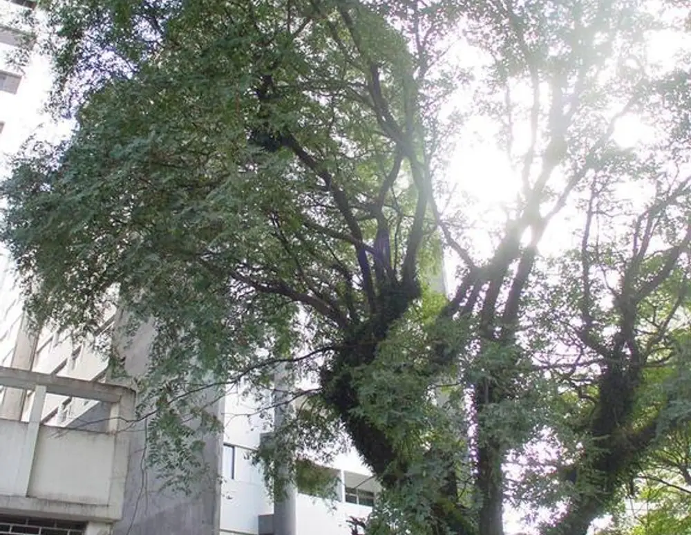 Edificio Rui