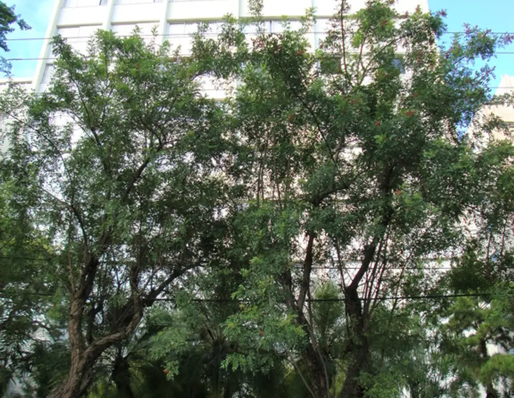 Edificio Roda D'agua