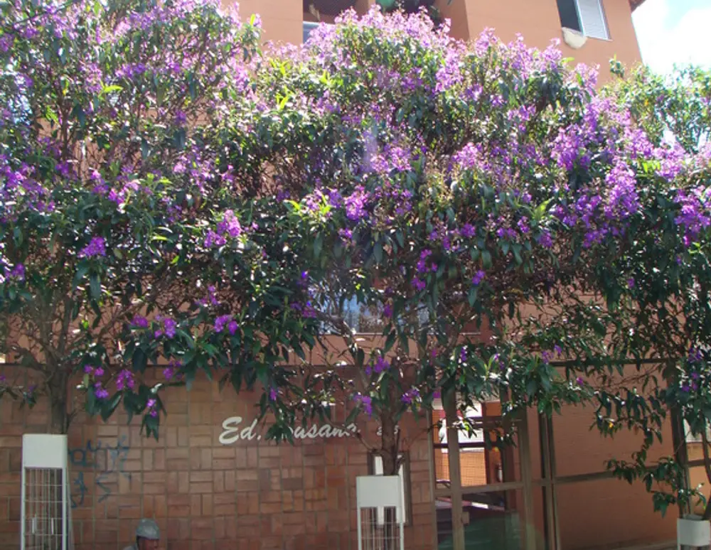 Edificio Susana Soares Barbeitos