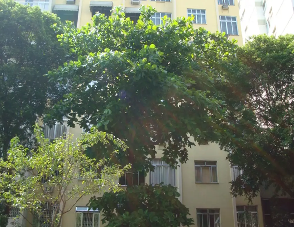 Edificio Honorio Lima