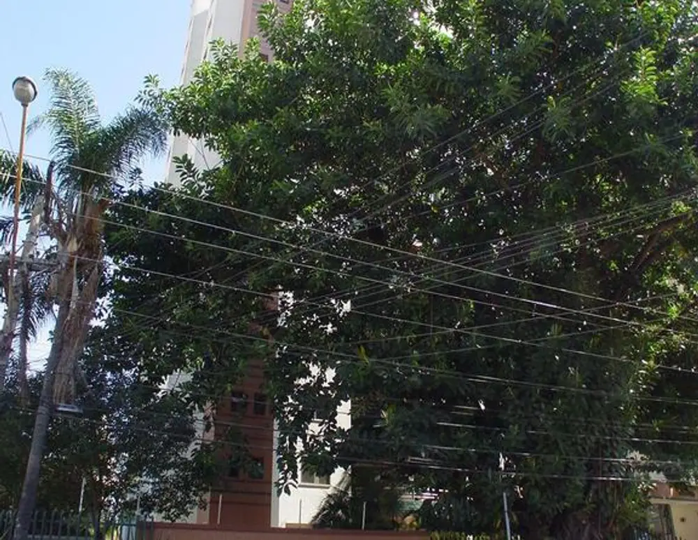 Edificio Carolina
