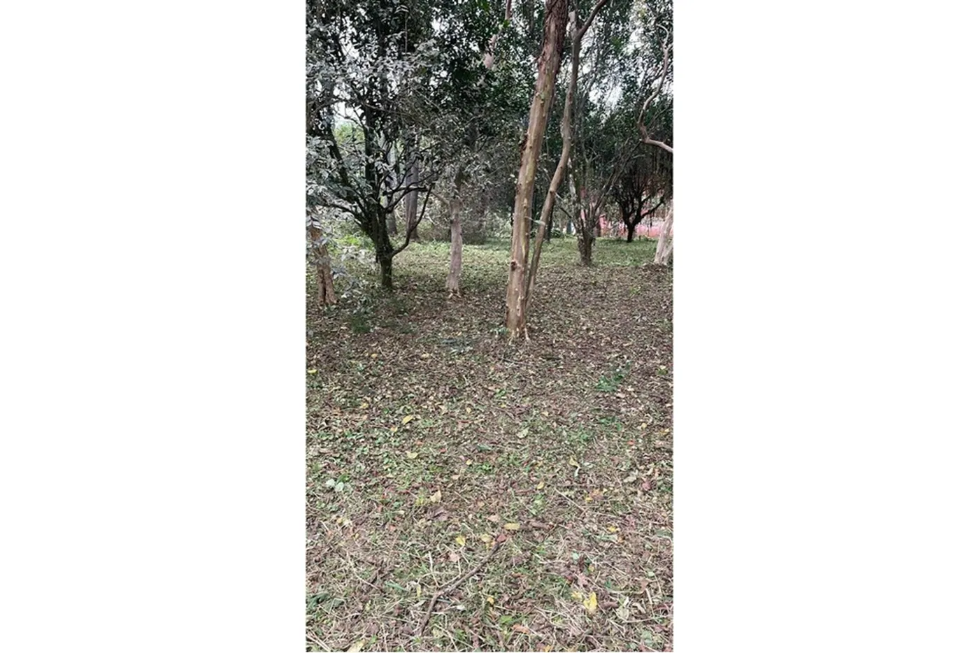 CMCF 2 Lote 612651033-85 - REMAX Pillares Exclusividades — foto 4