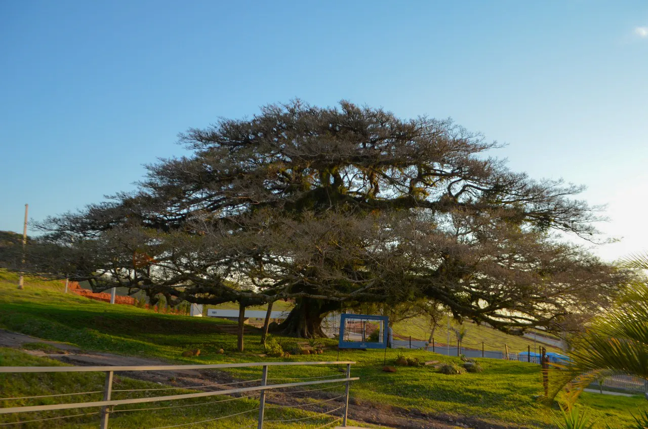 Reserva das Figueiras - Fase 3