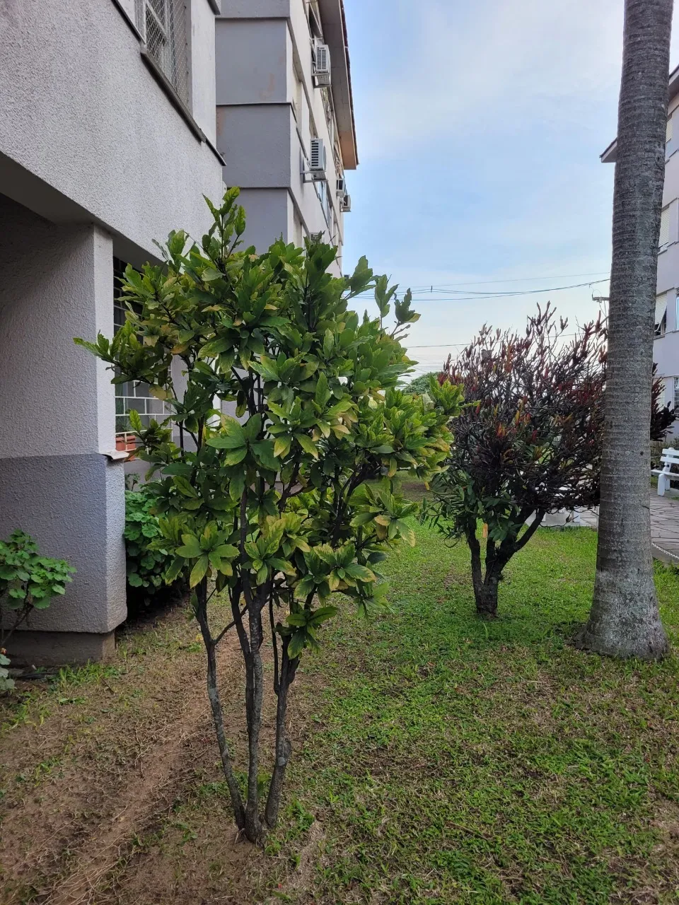 Rosicler Apto 32935 - Doorz Exclusividades